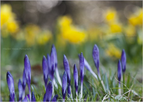 Here comes the spring by sachinvijayan