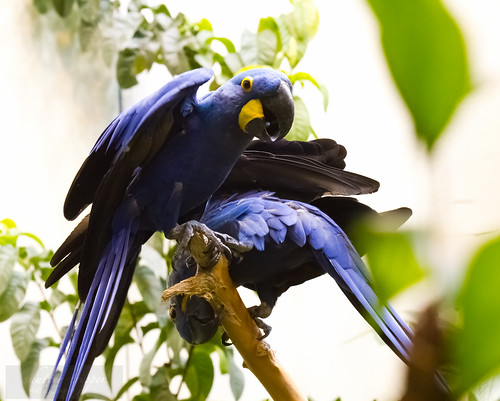 Hyacinth Macaw pair by Shiny Dewdrop