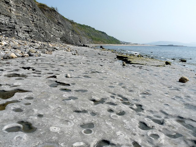 24279 - Fossil Ammonite, Lyme Regis