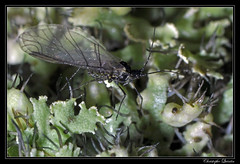 Homoptera/Aphididae