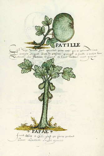 003-Histoire Naturelle des Indes- ca.1586-MA 3900-fol. 12-© The Morgan Library & Museum