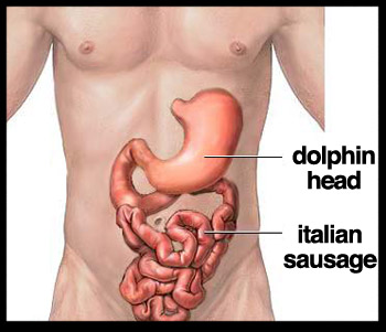 stomach-intestine-diagram