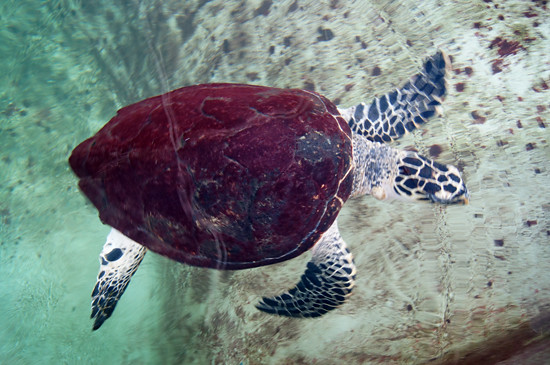 Panama: Turtle