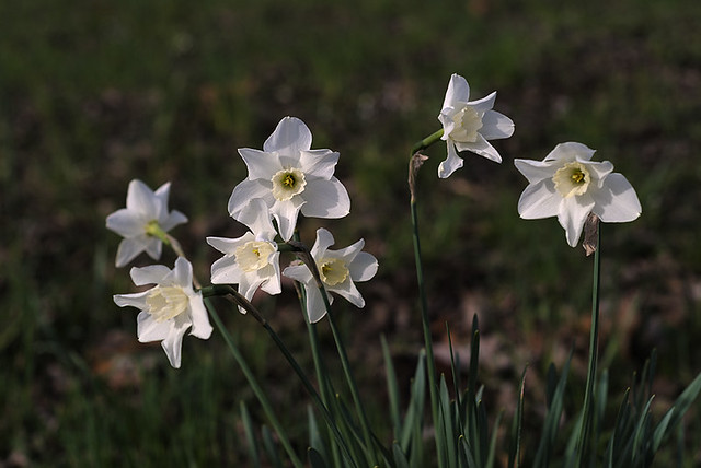 Shaw Nature Reserve, in Gray Summit, Missouri, USA - white daffodils in prairie