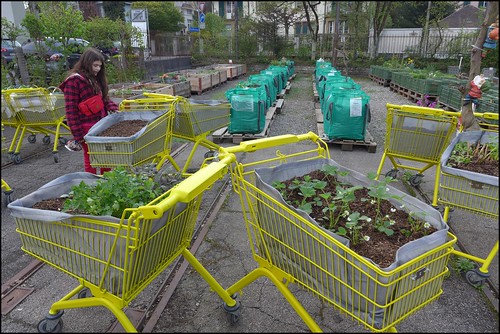 urban gardening L1010074
