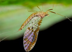 Ephemeroptera (Borneo)