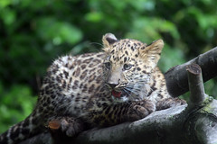 Amur leopard cub Pittsburgh Zoo