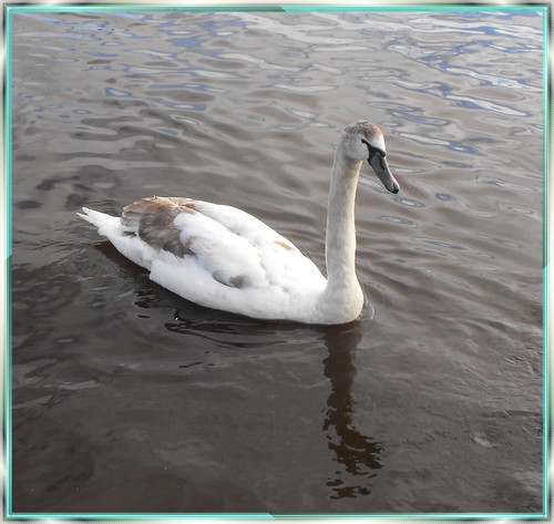 Juvenile Swan
