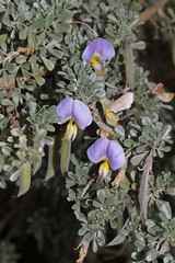 ЛЕСОТО - КОРОЛЕВСТВО В НЕБЕСАХ Lotononis sericophylla (Fabaceae)