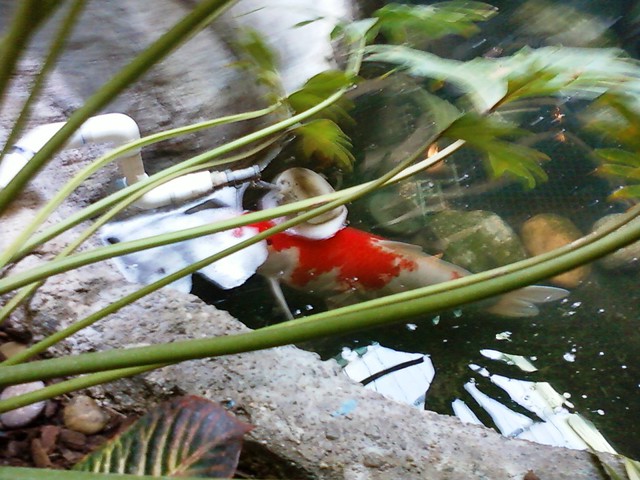 One out of a bunch of coy fish pictures I took at Embassy Suites Hotel near