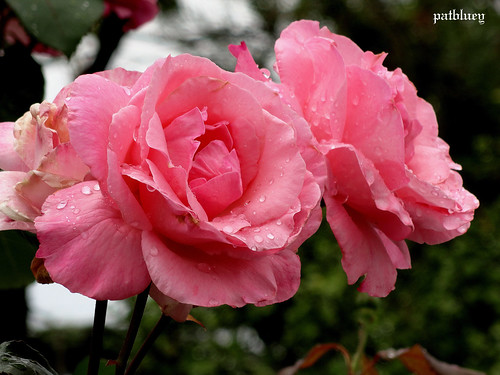 Three pink roses and water drops