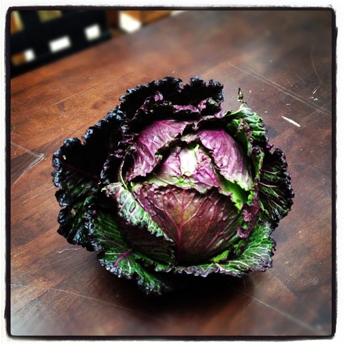 perfectcabbage by Nature Morte