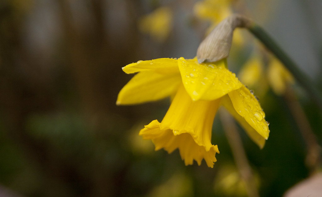 GBBD Daffodil