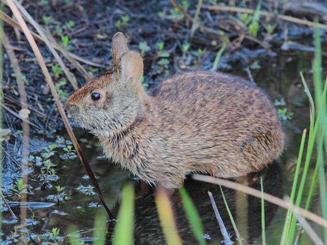 Marsh Rabbit coming out of water 20120323