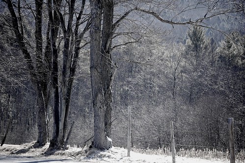 trees in winter. . . .