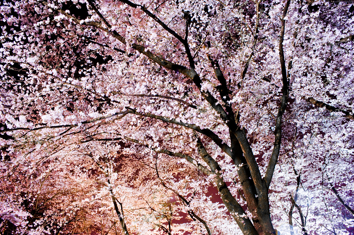 暗花 sakura