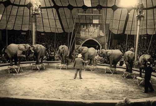 Rolf_Knie_and_African_elephants_(1956) by bucklesw1