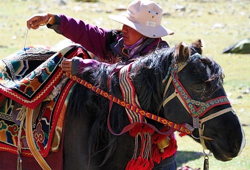 Tibetan Pony, being prepared for the Kailash kora in the Lha Chu river valley, Tibet by reurinkjan