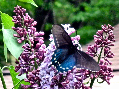 pipevine_swallowtail_01(4-27-12)