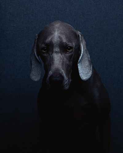 無料写真素材|動物|犬・イヌ|ワイマラナー