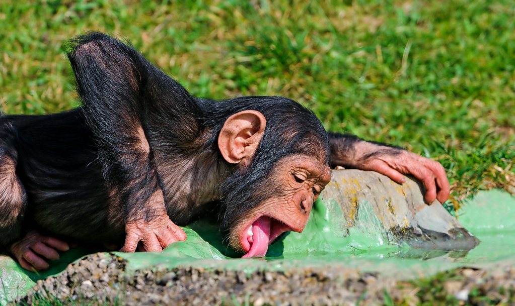 Drinking young chimpanzee