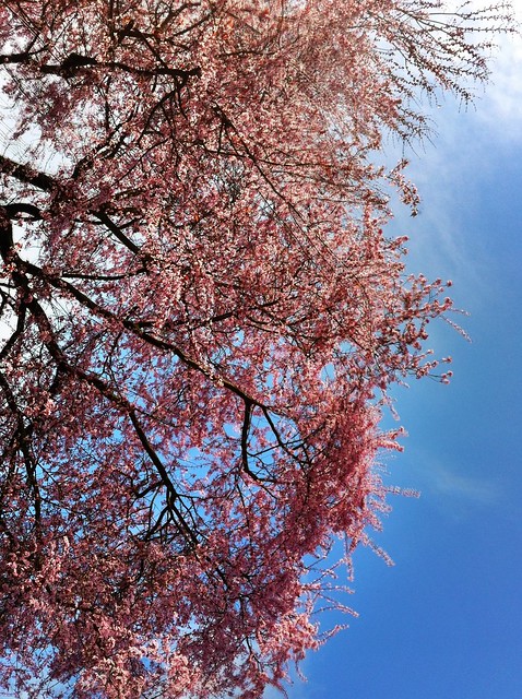 Cherry in the Sky Above