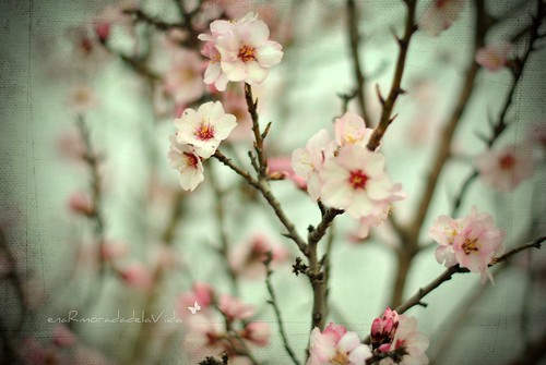 {about almonds and flowers...}