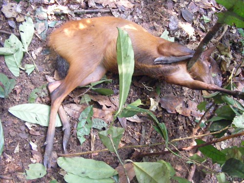 red duiker - black fronted_ in snare