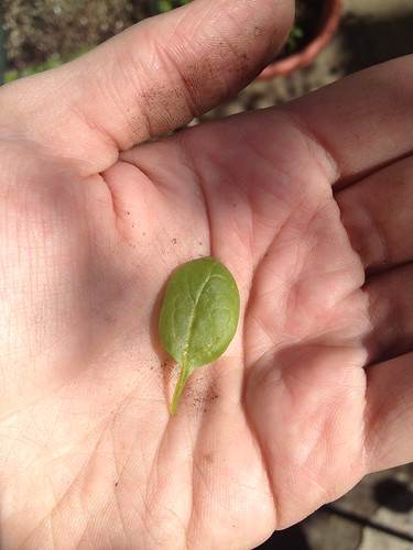 Baby baby spinach