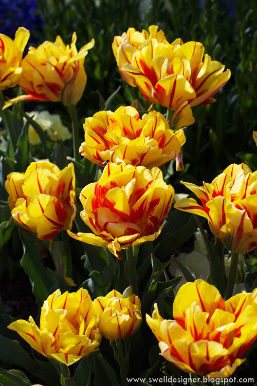 tulip-gardens-thanksgiving-point-3