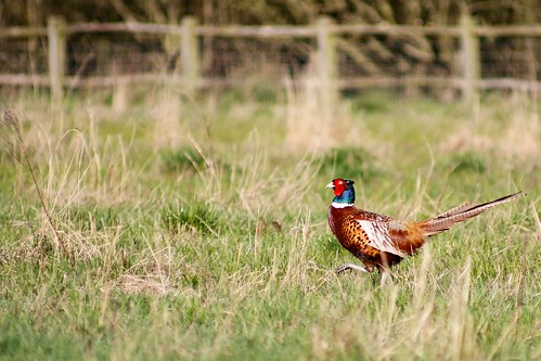 Cock Pheasant by McShug