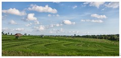 2013-04-25 - Bali Rice Fields (Tanha Lot)