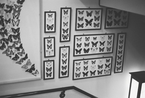 The butterfly wall
