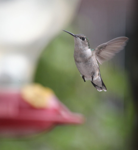 Hummingbird in flight by Fotochoice Photography