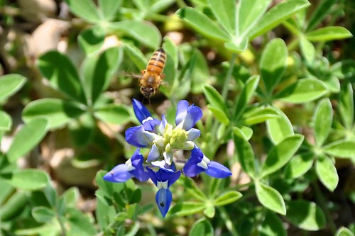 Bee on Bluebonnet 3