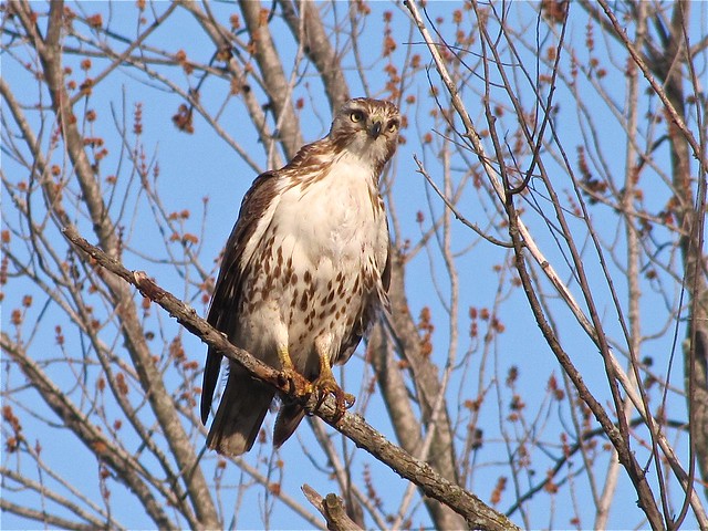 Eastern Red-tailed Hawk at Ewing Park 01