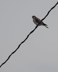 Kestrel on a Wire_9599.jpg by Mully410 * Images