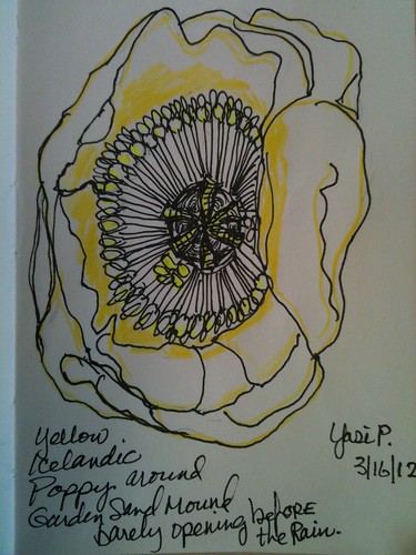 Yellow Icelandic Poppy