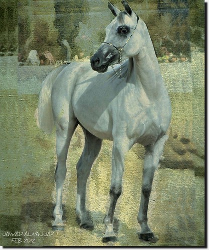 THE ARABIAN WHITE HORSE-9