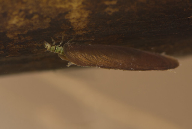 Micro caddisfly larva Agraylea multipunctata 6 edited