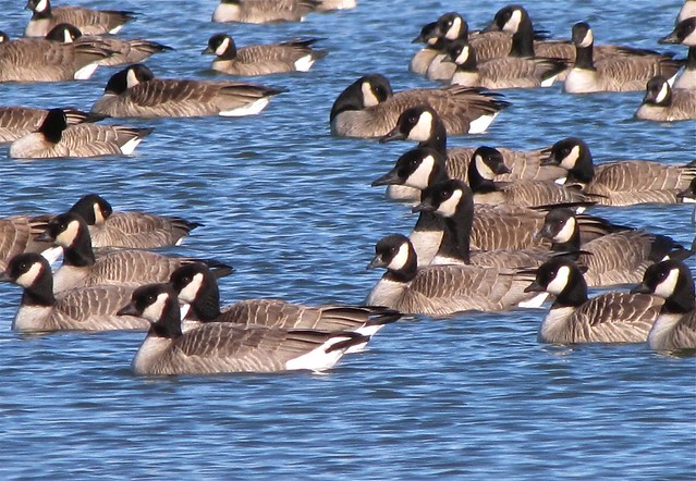 Cackling Geese at White Oak Park 48