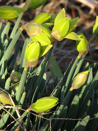'Von Sion' daffodils