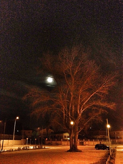 Luna & árbol