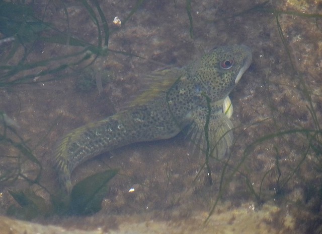 25676 - Rock Goby, Overton Mere