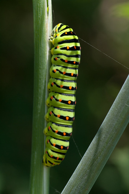 swallowtail caterpillar_