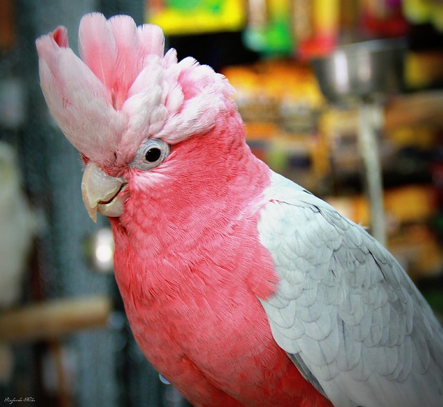 Rose Breasted Cockatoo 93
