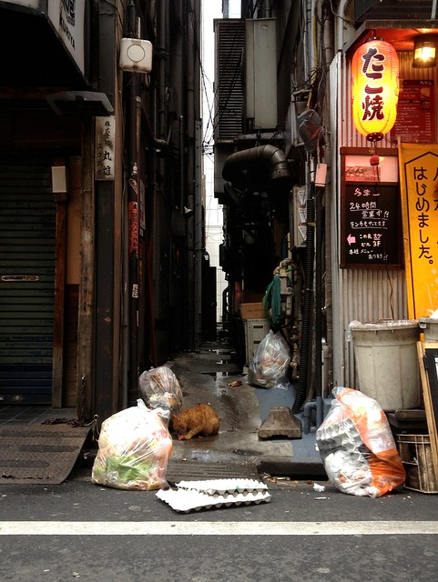歌舞伎町の猫 - Kabukicho