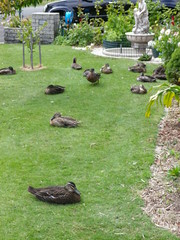 Ducks next door