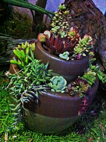 DIY: Tiered Succulent Garden #2 by Sanctuary-Studio