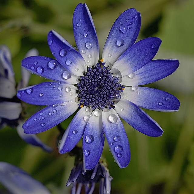 Missouri Botanical Garden (Shaw's Garden), in Saint Louis, Missouri, USA - blue flower with water drops